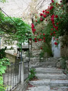 Dauphin - Climbing rosebush (red roses) decorating the facade of a house