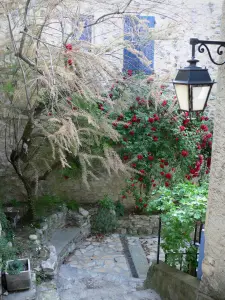 Dauphin - Narrow street, houses, lamppost, climbing rosebush (red roses), tree and plants