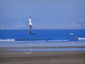 Deauville - Côte Fleurie : oiseau marin en plein vol, plage de sable de la station balnéaire et mer (la Manche)