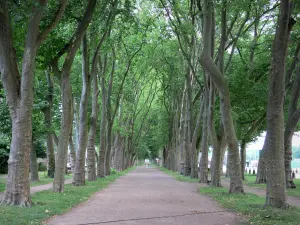 Decize - Promenade des Halles walk, plane trees alley