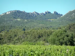 Dentelles de Montmirail - Vignes, arbres et massif avec ses aiguilles (pics)