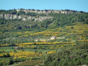 Dentelles de Montmirail - Trees, vegetation, house and rock face of the massif