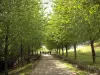 Departementspark Jean-Moulin - Les Guilands - Von Bäumen gesäumter Gehweg