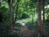 Departementspark Jean-Moulin - Les Guilands - Trail gesäumt von Bäumen und Vegetation