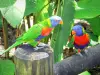 Deshaies植物园 - 旅游、度假及周末游指南瓜德罗普岛
