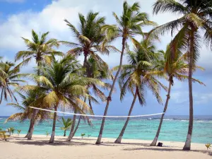 La Désirade - Fijn zand, kokospalmen en beachvolleybal netto op het strand Blower