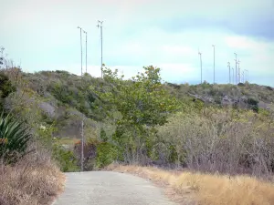 La Désirade - Mountain Road, llena de vegetación, con vistas al viento