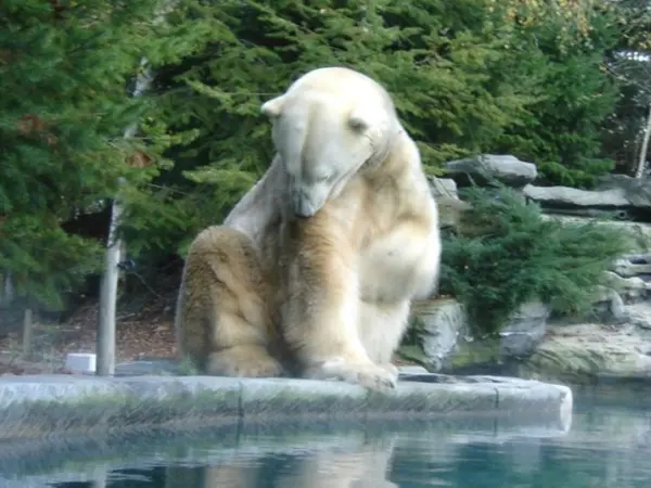 Dierentuin van La Flèche - Gids voor toerisme, vakantie & weekend in de Sarthe