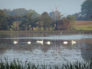 Dombes - Los cisnes y otras aves acuáticas en un estanque