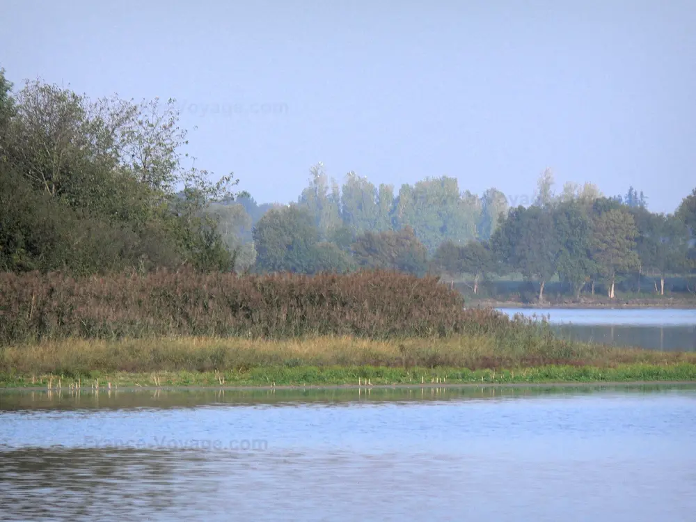 La Dombes - Dombes: Étang, roseaux (roselière) et arbres