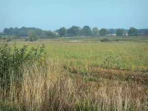 Dombes - Campo disseminato di fiori di campo