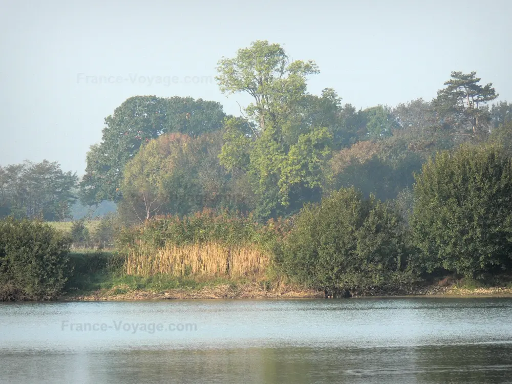 La Dombes - Dombes: Arbres au bord de l'étang Neuf