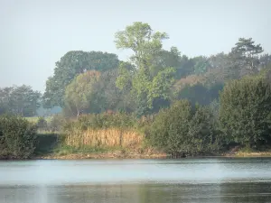 Dombes - Arbres au bord de l'étang Neuf
