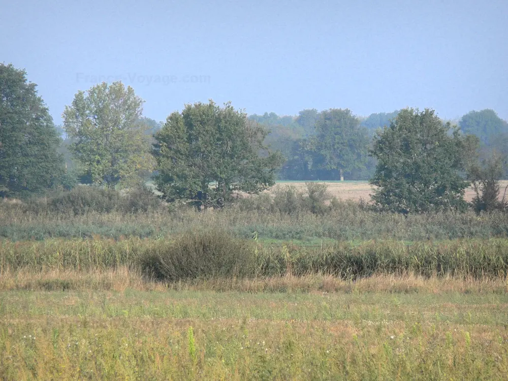 La Dombes - Dombes: Champs et arbres