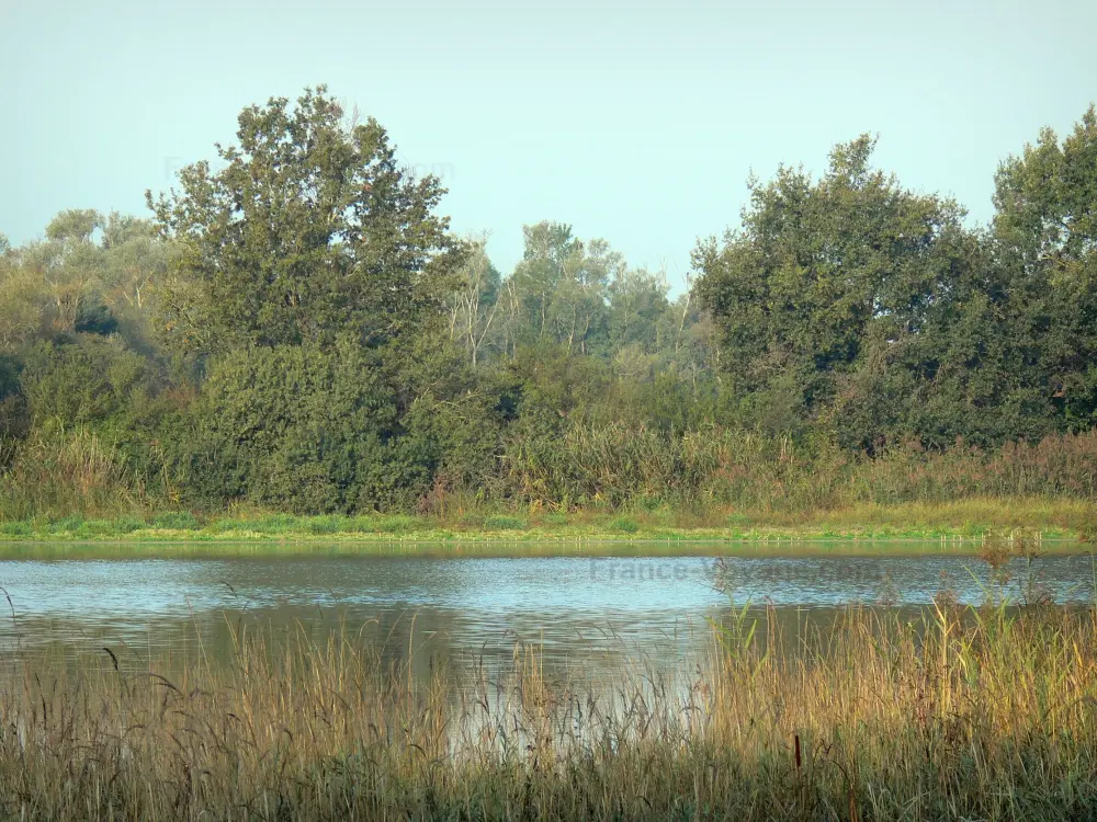 La Dombes - Dombes: Roselière (roseaux), étang et arbres