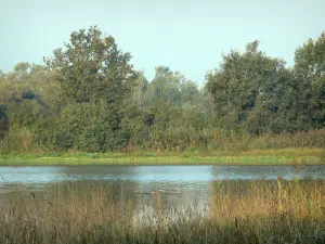 Dombes - Cañas (cañas), el estanque y los árboles