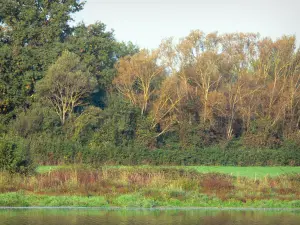 Dombes - Pond, alberi e vegetazione