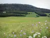 Doubsの風景 - Val de Mouthe：手前の野の花、牧草地（高山の牧草地）、モミの木（木）、森
