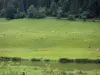 Doubsの風景 - 川沿いの牧草地で牛の群れ