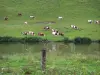 Doubsの風景 - 川の端にある牧草地で前景のフィールドのフェンスで牛のMontbéliardの群れ