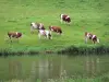 Doubsの風景 - 川の端にあるMontbéliard牛