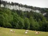 Doubsの風景 - 牧草地、木々や岩の顔に牛の群れ