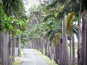 Dumanoir alley - Road lined with royal palms, in the town of Capesterre-Belle-Eau and the island of Basse-Terre