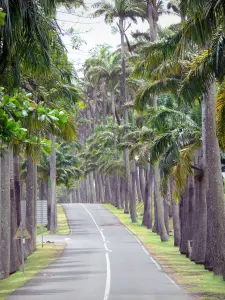 Dumanoir alley - Road lined with royal palms