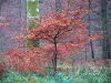 Eawy forest - Trees, shrubs with autumn colours and vegetation