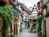 Eguisheim - Narrow paved street with half-timbered houses decorated with flowers, plants and geraniums