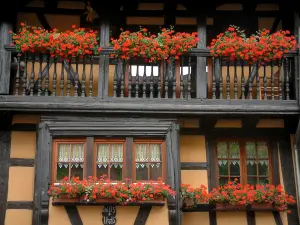 Eguisheim - Colourful half-timbered house decorated with geranium flowers