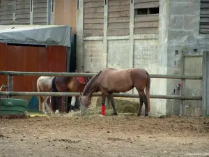 Equestrian sport - Horses and building of an (equestrian) riding school