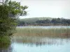 Estanque de Aureilhan - Estanque Reed en una zona verde