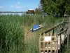 Estuario della Gironda - Reed sul bordo della foce