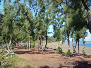 L'Etang-Salé - Filaos (Kasuarinabäume), schwarzer Sandstrand und Indischer Ozean