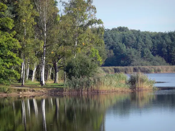 Étang de la Vallée (stagno) - Pond, canna, banca e gli alberi nella foresta di Orleans (foresta)
