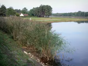 Étang de la Vallée (stagno) - Reed, stagno, rive dei fiumi e gli alberi nella foresta di Orleans (foresta)