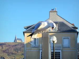 Étretat - Möwe (Seevogel) im ersten Plan, Strassenleuchte, Haus des Badeortes und Kapelle Notre-Dame-de-La-Garde im Hintergrund