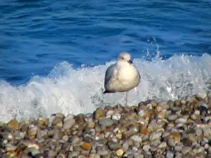 Étretat - Gull (sea bird), pebble beach, small wave and the Channel (sea)