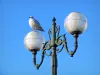 Étretat - Gull (aves marinas) encaramado en un poste de luz