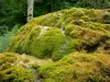 Étufs waterfall - Mosses of the petrifying waterfall; in the town of Rouvres-sur-Aube