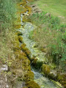 Étufs waterfall - Stream bordered by vegetation; in the town of Rouvres-sur-Aube