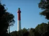 Faro de la Coubre - Los árboles en primer plano con vista del faro