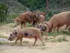 Fauna in den Bergen - Schweine (in Halbfreiheit) auf einem Weg