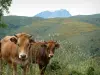 Fauna in den Bergen - Kühe, wild wachsende Blumen, Hügel und verschneiter Gipfel eines Berges im Hintergrund