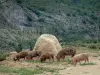 Fauna di montagna - (Suini selvatici in semi-libertà), lungo una strada di montagna