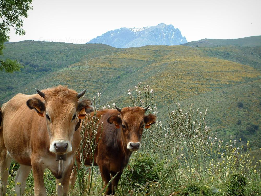 Foto Fauna di montagna 15 immagini di qualità in alta definizione
