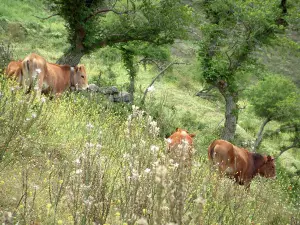 Fauna de montaña - Flores silvestres, árboles y vacas