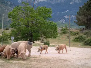 Fauna de montaña - (Jabalíes en semi-libertad) en un camino