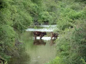 Fauna de montaña - Río, bordeado de arbustos, con las vacas